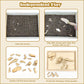 Xylolin Dinosaur Excavation Kit - Sensory Bin Toys for Kids, Medium Size, Brown, Includes Dino Skeletons and Bones Puzzle Game