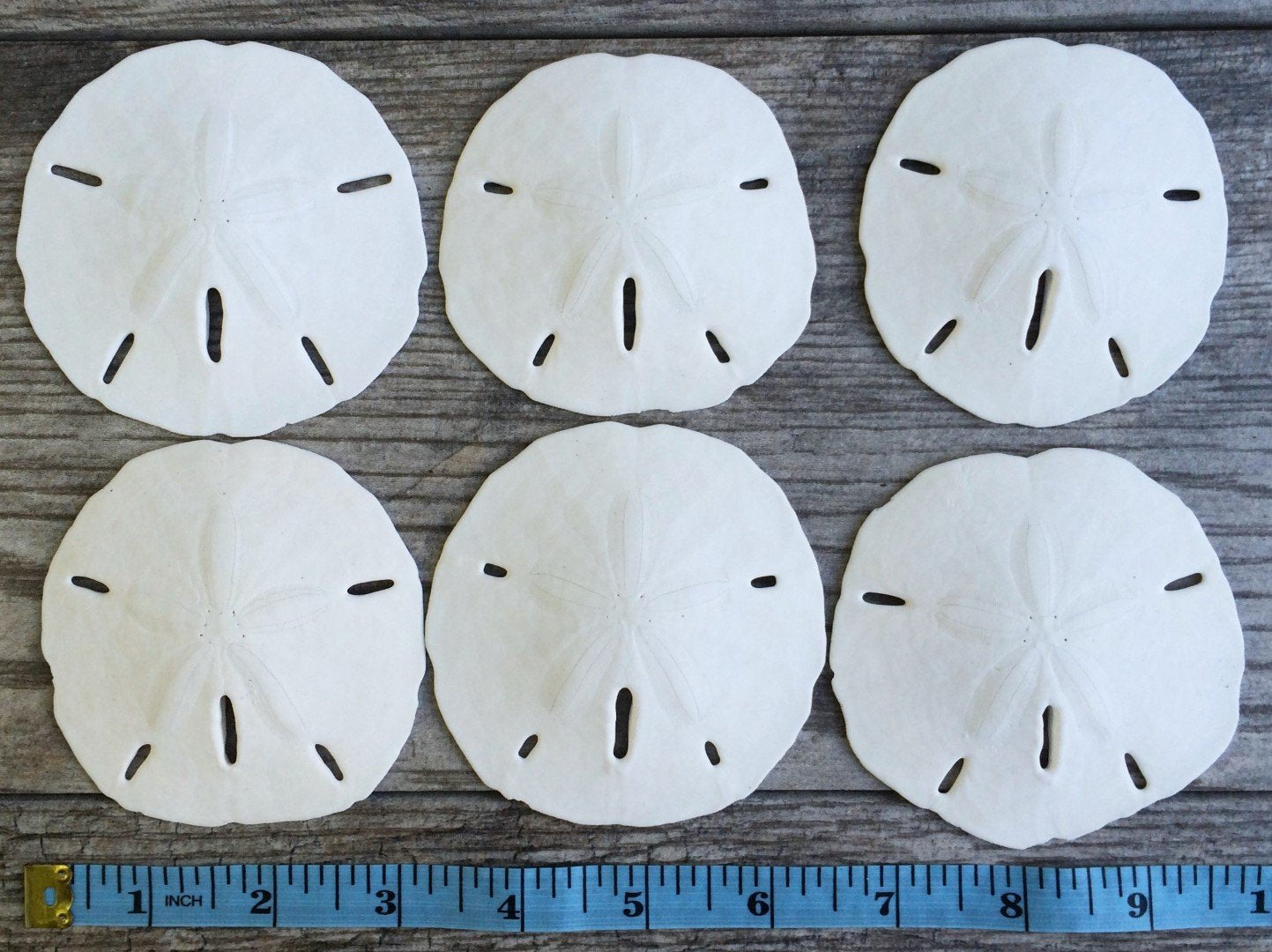 Sand Dollar | Real Sand Dollars 3 to 3 1/2 (Set of 6) | Sand Dollar Shells | Plus Free Nautical eBook by Joseph Rains