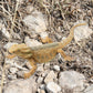 Rismise Lizard Figurine Toys - Plastic Bearded Dragon Model for Cake Decoration, Educational Play, and Reptile Prank Props