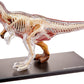 Famemaster 4D Vision T-Rex Anatomy Model