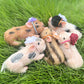 OtardDolls 5 Inch Lifelike Reborn Pig Dolls, Full Silicone Soft Reborn Pig Dolls Mini Realistic Pig Toy Newborn Cute Newborn Bab