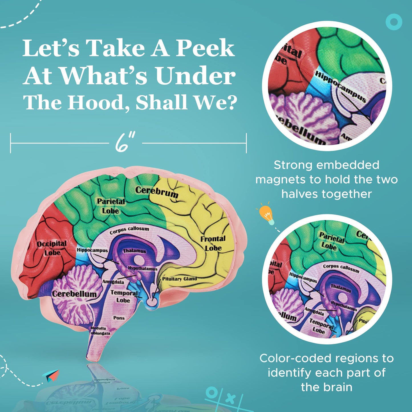 Cross Section Foam Brain Model, Great Educational Tool For Learning & Teaching Human Anatomical Function, Psychology, Biology Or