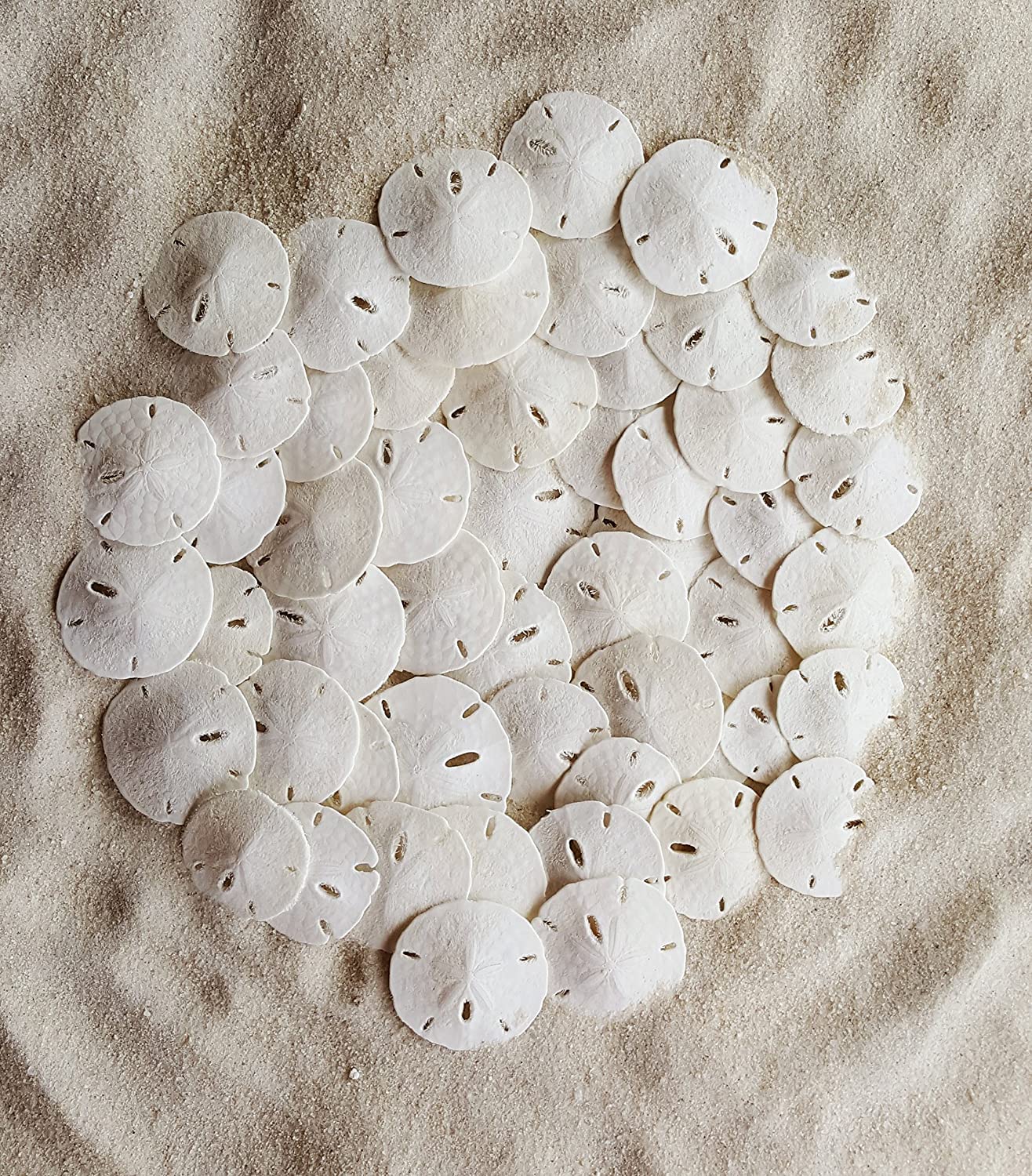 Tumbler Home Small Natural White Sand Dollars - 100 Pcs - Wedding Sea Shell For Craft 1 1/4'' To 1 1/2'' - Real Sanddollars Hand