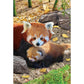Eurographics Red Pandas 250-Piece Puzzle