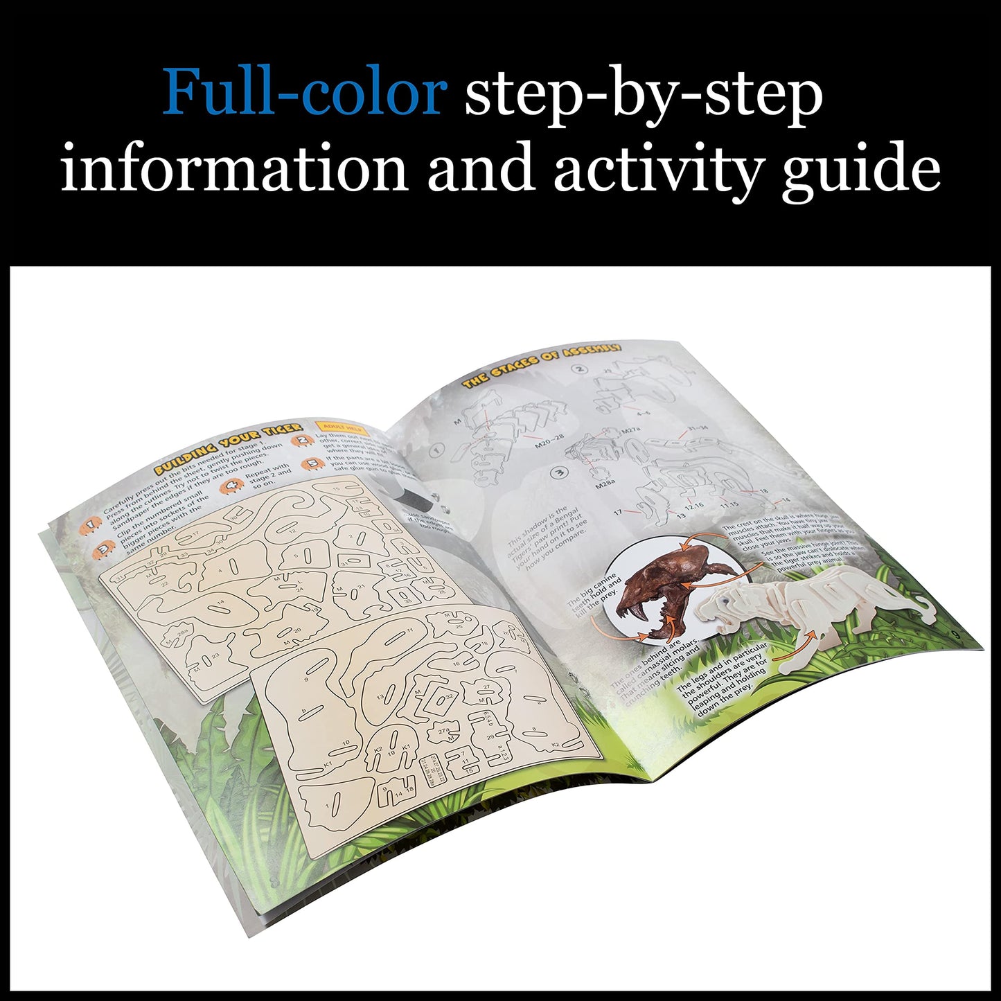 Extreme Science Kit Big Cats Of The