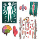 Lefan Human Body Parts Puzzle for Kids Anatomy Body Part Learn About Organs Best Birthday for Boys Girls 5681012 Years Educa