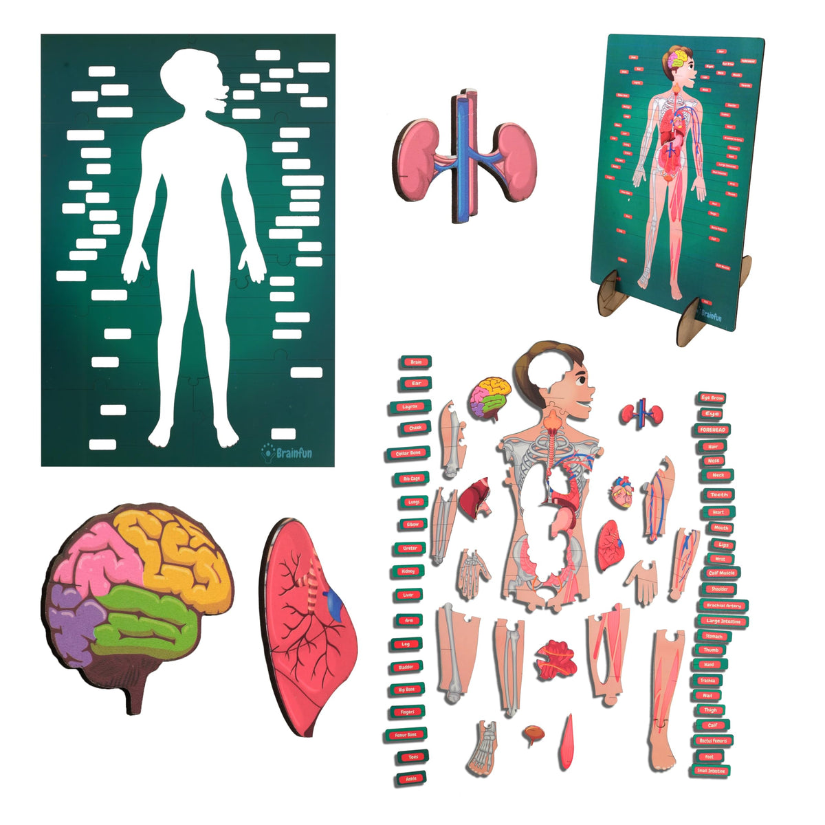 Lefan Human Body Parts Puzzle for Kids Anatomy Body Part Learn About Organs Best Birthday for Boys Girls 5681012 Years Educa