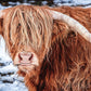 Beduke Jigsaw Puzzles For Adults 1000 Pieces Highland Cow 1000 Piece Puzzle Thick Sturdy Precise Interlocking Family Game Age 14