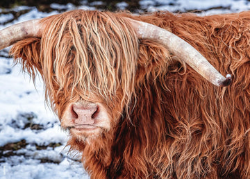 Beduke Jigsaw Puzzles For Adults 1000 Pieces Highland Cow 1000 Piece Puzzle Thick Sturdy Precise Interlocking Family Game Age 14