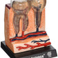 Bio Signs Human Anatomy - Teeth & Gums