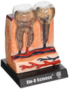 Bio Signs Human Anatomy - Teeth & Gums