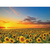 1000 Pieces Puzzles for mature-themeds  Sunflower Jigsaw Puzzle 1000 Piece Sunflower Fields Puzzles for mature-themed  1000 Pieces Jigsaw Puzzle for mature-themeds Seniors Teens Challenging Puzzle Gift