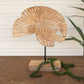 Teak Nautilus Shell On A Stand
