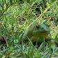 Gemini&Genius Realistic Hand Painted Tree Frog Figurine, Dark Green Rubber Model, Educational Toy for Ages 3 and Up