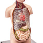 Tedco Bio Signs Human Anatomy - Torso