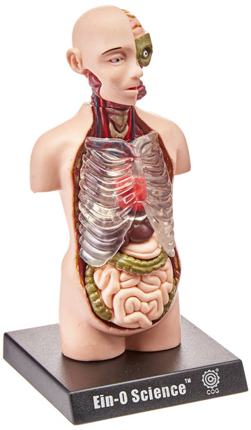 Tedco Bio Signs Human Anatomy - Torso