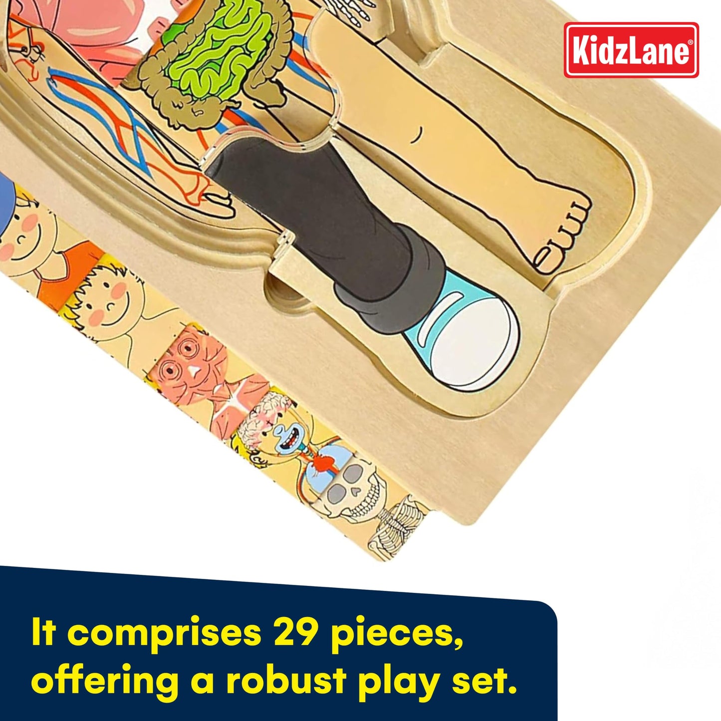 Kidzlane Wooden Anatomy Puzzle - 29 Piece My Body Puzzle for Kids Ages 3+ - Educational Skeleton Toy - KL-2308