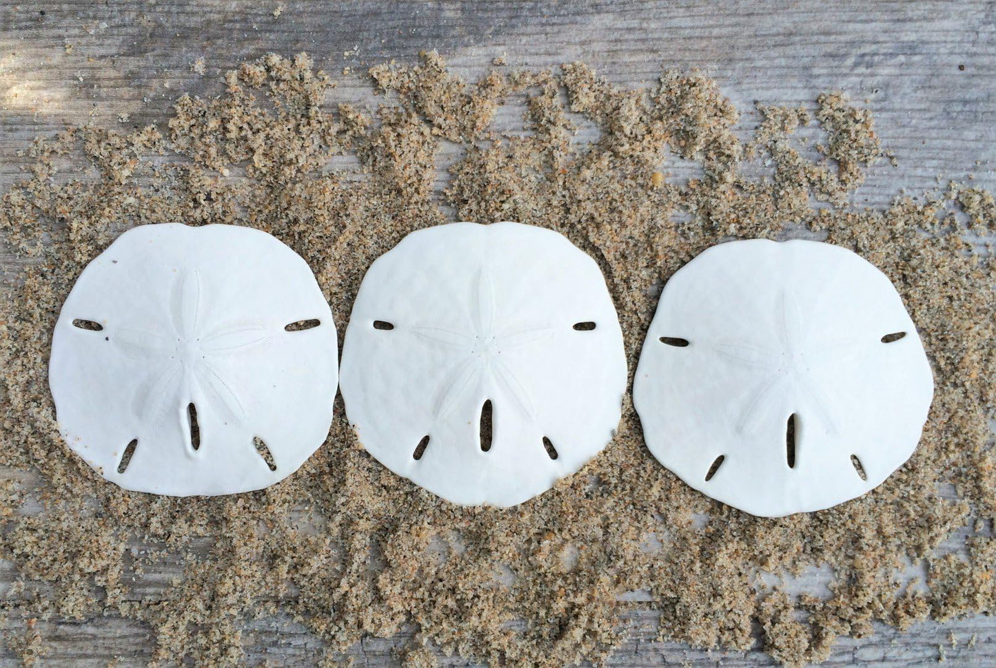 Sand Dollar - Real Sand Dollars - 2 1/2 to 3 (3pk) - Sand Dollar Shells - Wedding Seashell Craft - Sand Dollars for Crafts - San