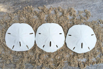 Sand Dollar - Real Sand Dollars - 2 1/2 to 3 (3pk) - Sand Dollar Shells - Wedding Seashell Craft - Sand Dollars for Crafts - San