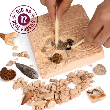 Dan&Darci Real Fossil Dig Kit For Kids - Easter Science Kits For Boys & Girls Age 8-12 - Birthday Gift Ideas For 8, 9, 10, 11, 12 Year Old Boy Or Girl - Fossils Digging Stem Toys For Ages 8-13