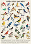 PICKFORU Vintage Bird Jigsaw Puzzle, 1000 Pieces, Colorful Hummingbird Design, Cardboard, Nature Theme for Adults