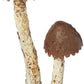 KALALOU Metal Mushrooms Set - One Size, Brown, Model CZG1108