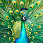 Cross & Glory Puzzles: Emerald Peacock Jigsaw Puzzle  1000 Piece mature-themed Puzzle with Stunning Peacock Artwork  Challenging Puzzle for Animal Lovers Pieces for Lasting Fun and Display