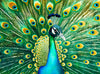 Cross & Glory Puzzles: Emerald Peacock Jigsaw Puzzle  1000 Piece mature-themed Puzzle with Stunning Peacock Artwork  Challenging Puzzle for Animal Lovers Pieces for Lasting Fun and Display