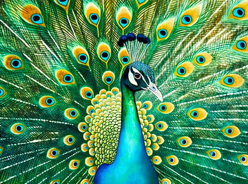 Cross & Glory Puzzles: Emerald Peacock Jigsaw Puzzle  1000 Piece mature-themed Puzzle with Stunning Peacock Artwork  Challenging Puzzle for Animal Lovers Pieces for Lasting Fun and Display
