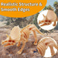 Haptime 12 Pcs Dinosaur Fossil Skeletons Toy Figures - Mini Dinosaur Figurines For Toddler Kids - Dino Bones Cake Topper Party Favors, Ideal Gift For 3 4 5 6 Boys Girls