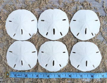 Nautical Crush Trading Sand Dollar | Real Sand Dollars 2 1/2 to 3 (Set of 6) | Sand Dollar Shells Plus Free Nautical eBook by Jo