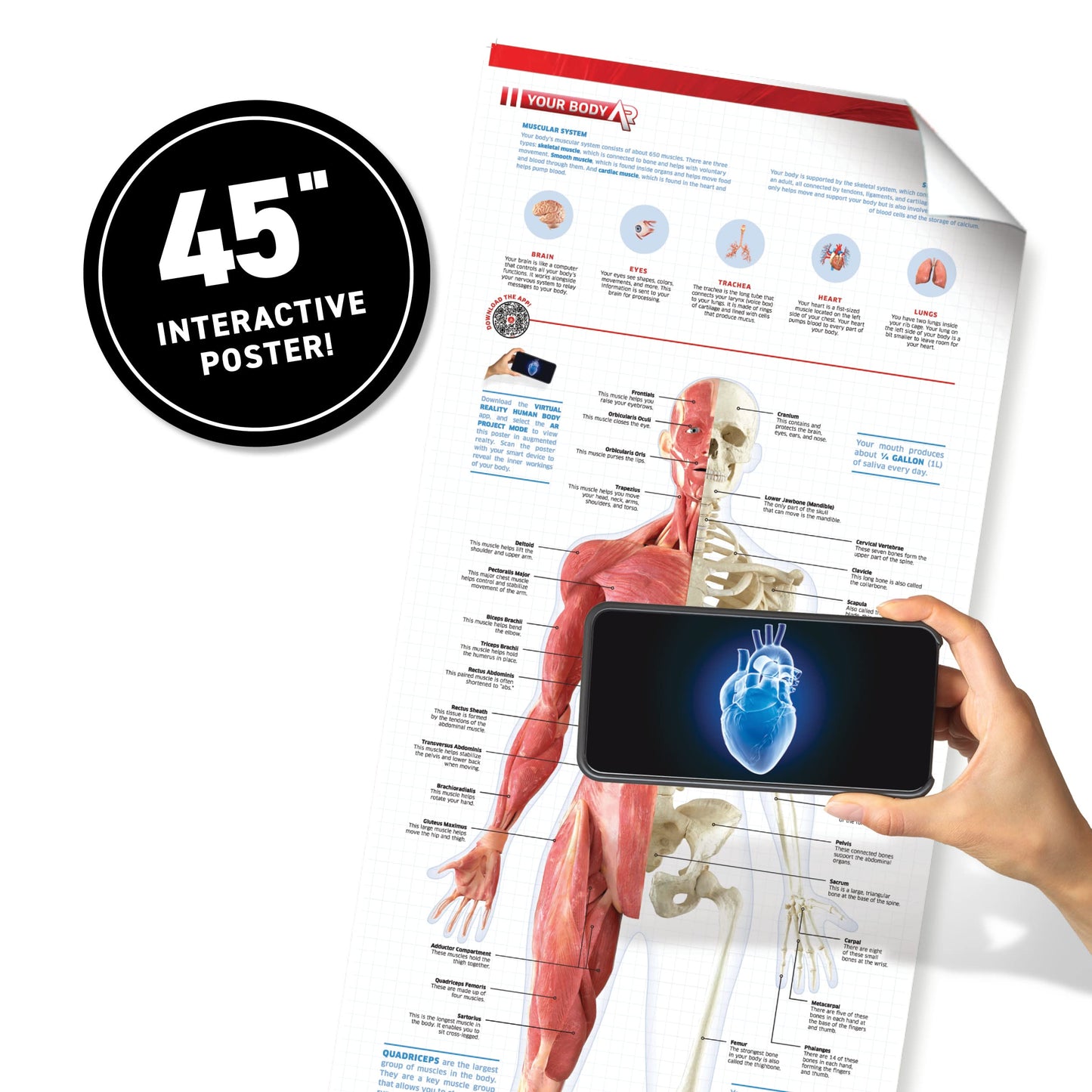 Abacus Brands Virtual Reality Human Body Gift Box- Illustrated Interactive Vr Book And Stem Learning Activity Set - For Ages 8 And Up