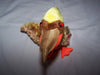 Ty Beanie Baby - Glider The Bird