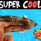 JA-RU Sticky Stretchy Rubber Rat Toys (1 Rat Toy) Squishy Sticky Fidget Toys for Kids. Funny Halloween Pranks, Joke, & Gag Gift.