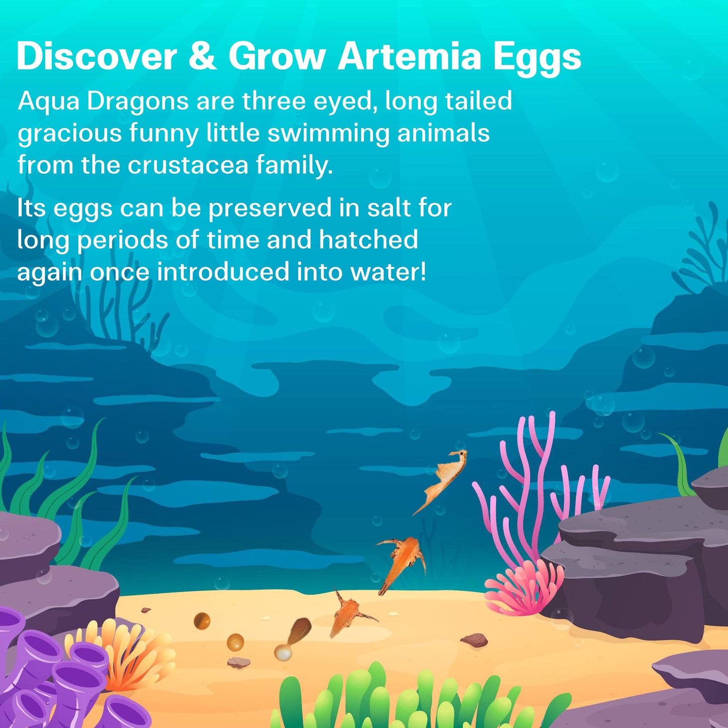 Aqua Dragons Eggs & Food Combo - Refill For Your Own Tank
