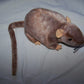 Ty Beanie Babies - Tiptoe The Rat