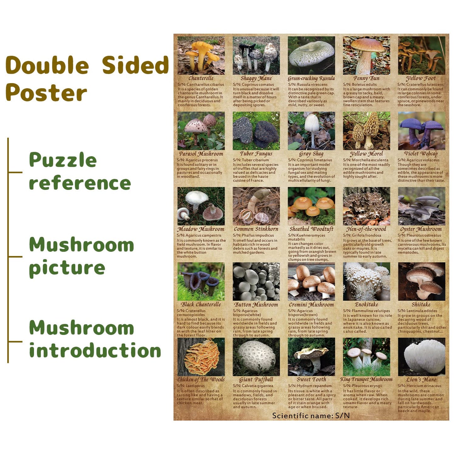 BBOLDIN Vintage Mushroom Puzzle 1000 Pieces - Colorful Cardboard Jigsaw of 25 Edible Mushrooms for Mycophiles, Model B0BD6MZJT2_CA N