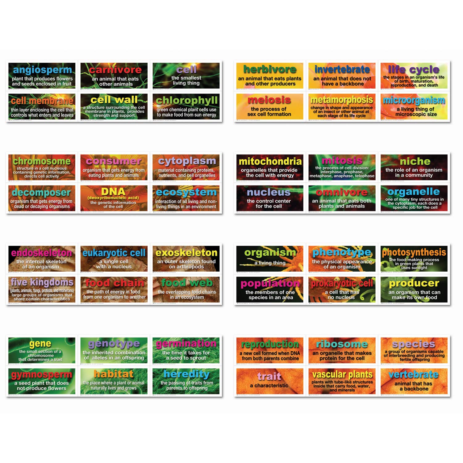 Carson Dellosa Mark Twain 48 Life Science Testing Words Bulletin Board Set (410077)