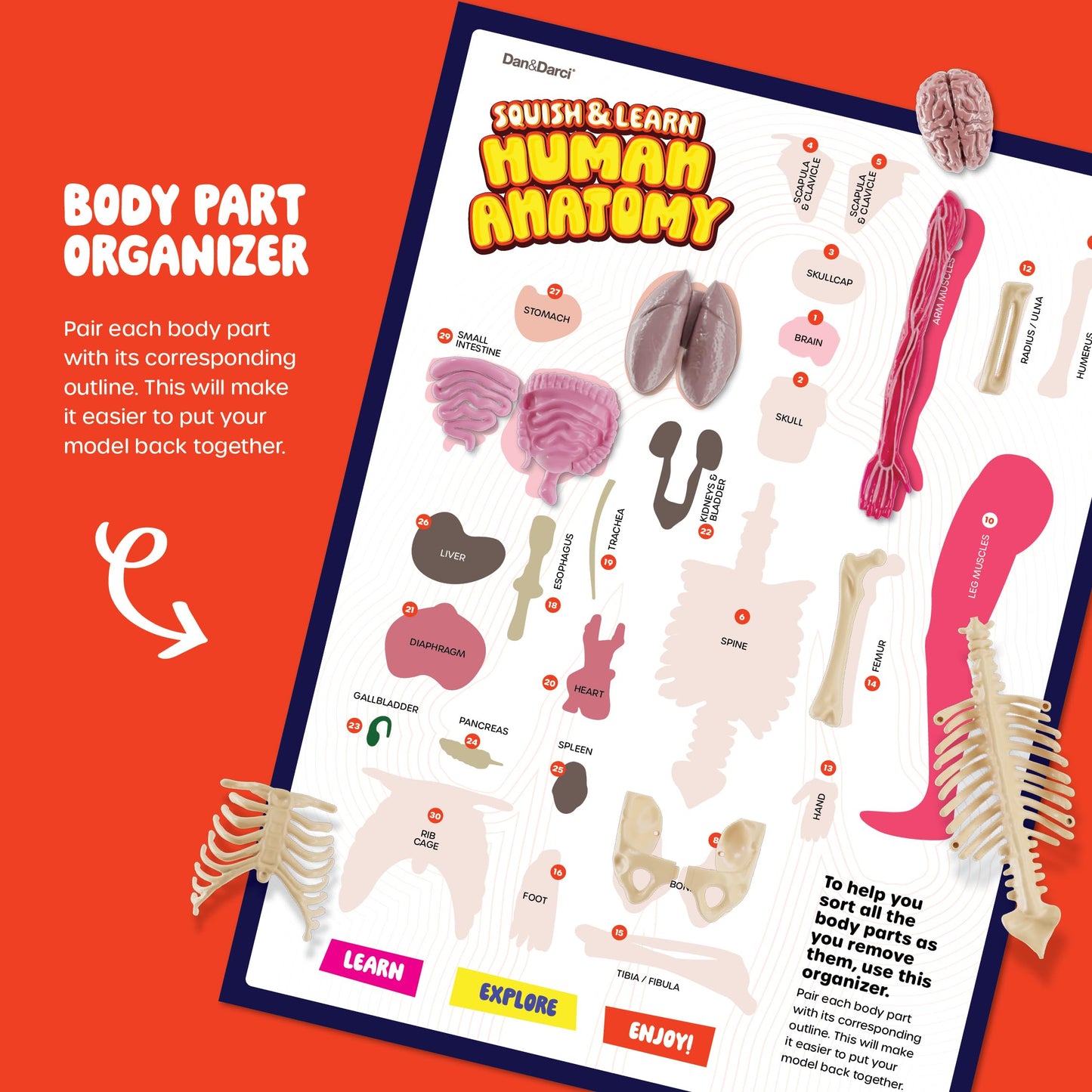 Human Anatomy Squishy Body Model - Science Kits For Kids Ages 4-8 - Stem Toys For 4 5 6 7 8 Year Old Boy Birthday Gift - Learnin