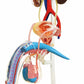 Tedco Learn About Human Anatomy - Male Reproductive System Model (Age 8+)