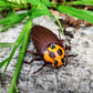 Tipmant Mini RC Cockroach Toy Remote Control Roach Insect Realistic Simulation Electric Electronic Animal for Pets Cat Dogs Todd