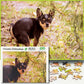Better Me Prank Puzzle - 500 Piece Cheeky Chihuahua Pooping Dogs Gag Gift for Adults & Teens, Cardboard Fun Puzzle
