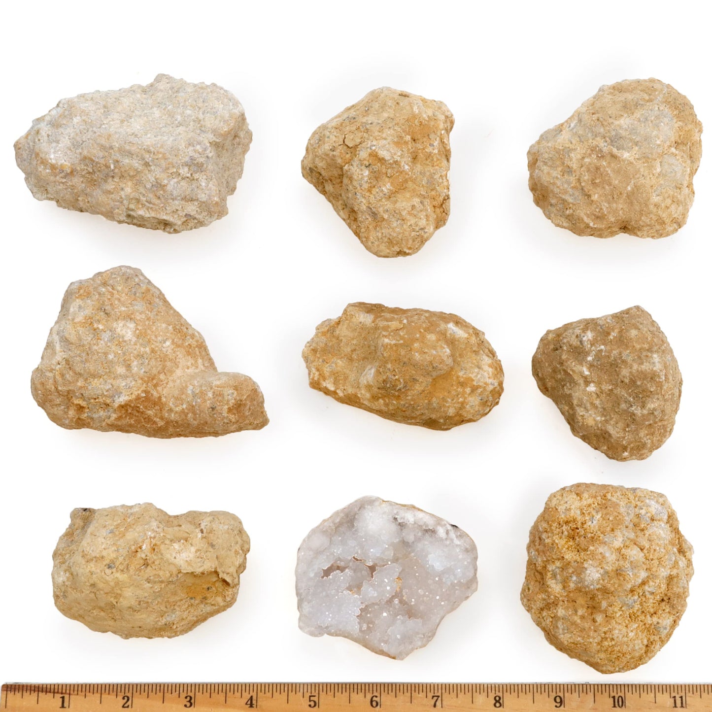 DANCING BEAR Break Your Own Geodes - 8 XL (2.5-3.5") with Educational Info & Surprise Crystals - Fun Party Favors & Prizes