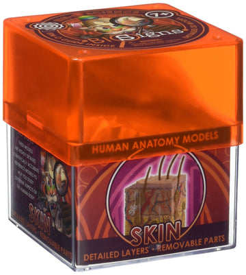 Tedco Bio Signs Human Anatomy - Skin