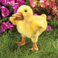 Folkmanis Duckling Hand Puppet, Yellow, 1 Ea (2922)