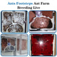 Ants Footsteps Ant Farm Nest Stem Science Learning Kit Diy Terrarium Kit Care For Live Ants Ant Habitat With Water Tower Nurturi