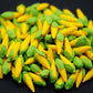20 Vegetable Corn Dollhouse Miniatures Food Kitchen no.2
