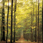 Eurographics Forest Path 1000-Piece Puzzle