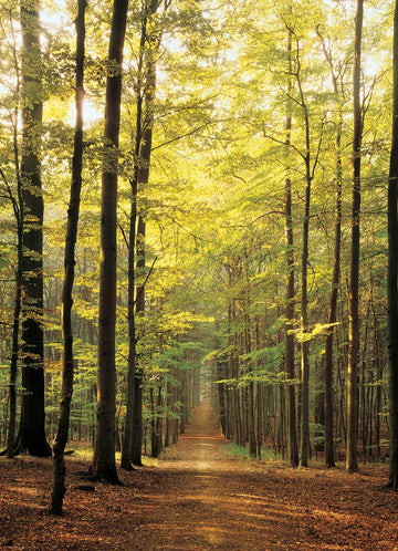 Eurographics Forest Path 1000-Piece Puzzle