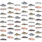 Pasimy 8 Pcs Fish Party Decoration Banner Fish Garland Birthday Party Supplies for Fisherman Competition Tournament Retirement B